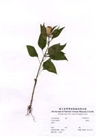 藏品(雞冠花)的圖片